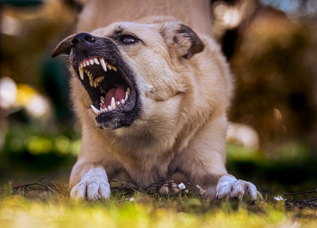 dog bite accident